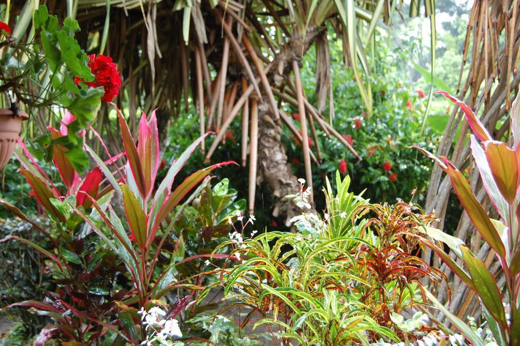 Casa Marcellino Lodge Cahuita Room photo
